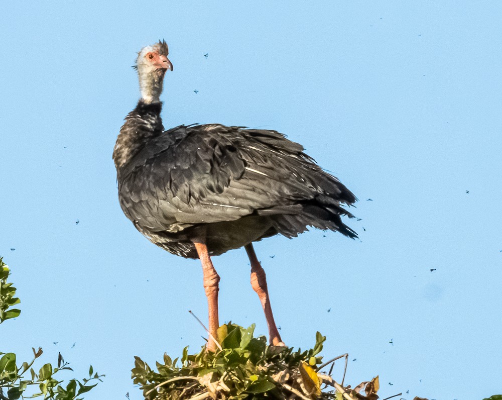 Хохлатая паламедея - ML644280735