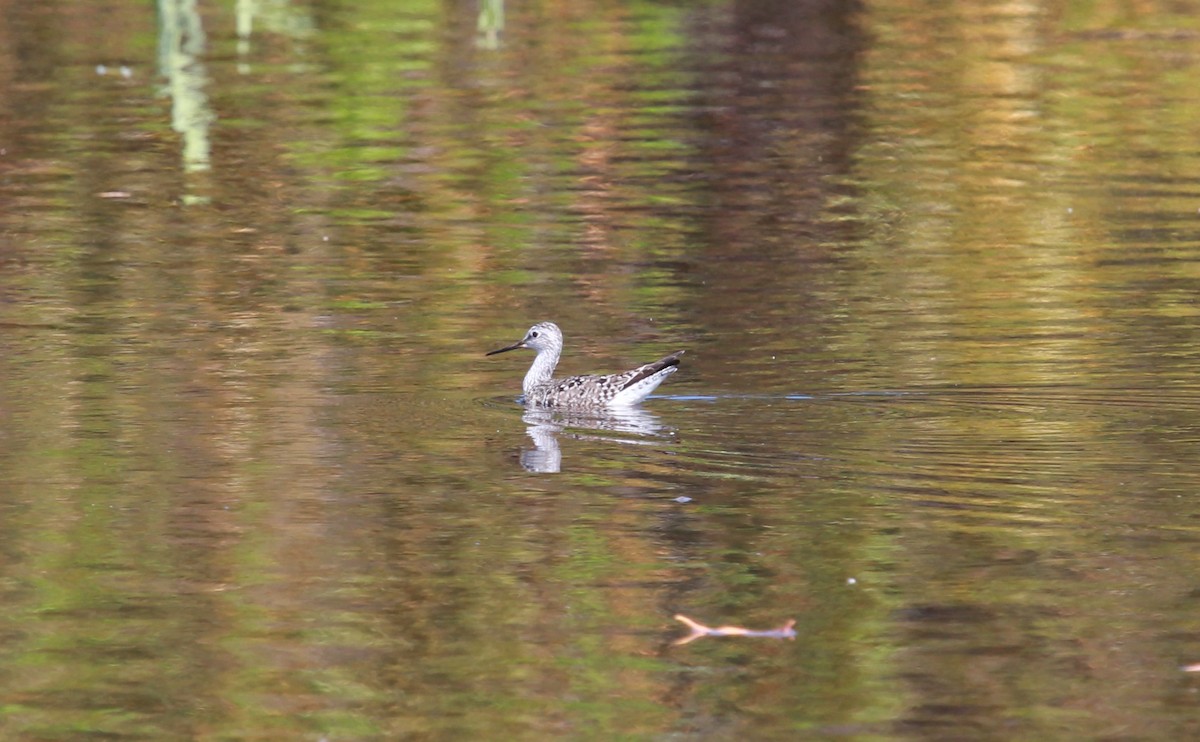 Желтоногий улит - ML644280736