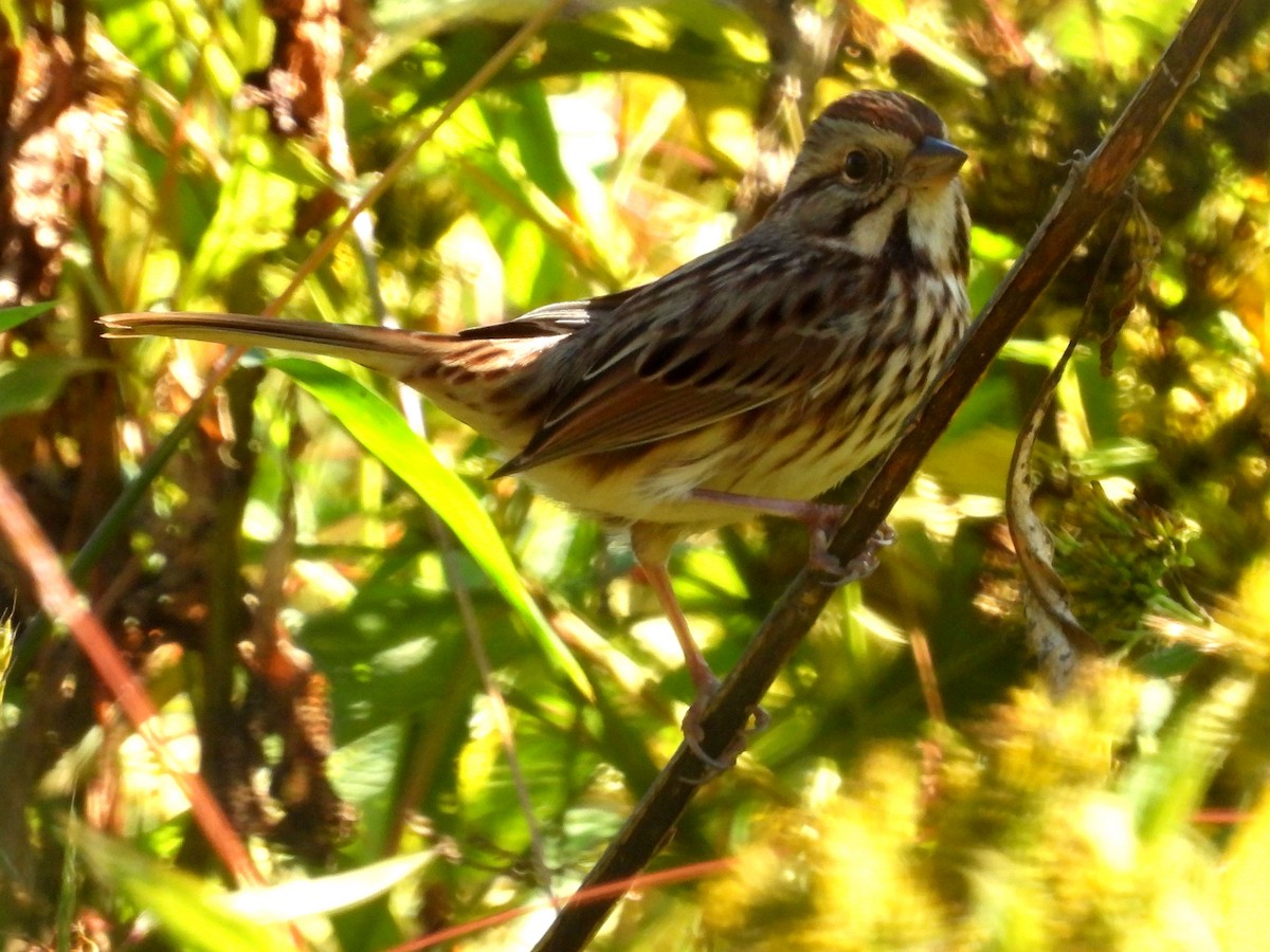 Певчая овсянка - ML644280737
