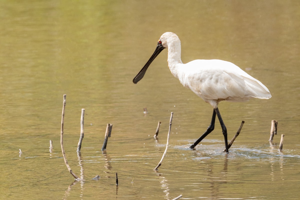 Королевская колпица - ML644280738