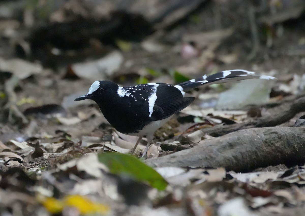 Пятнистая вилохвостка - ML644280739