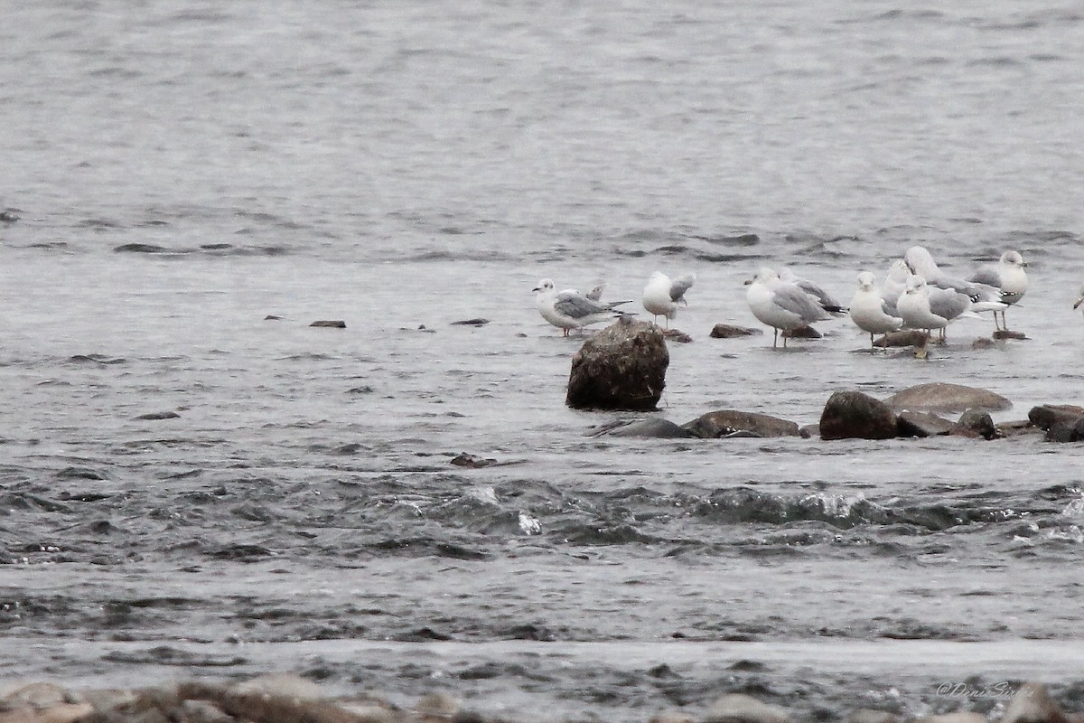 Бонапартова чайка - ML644280740