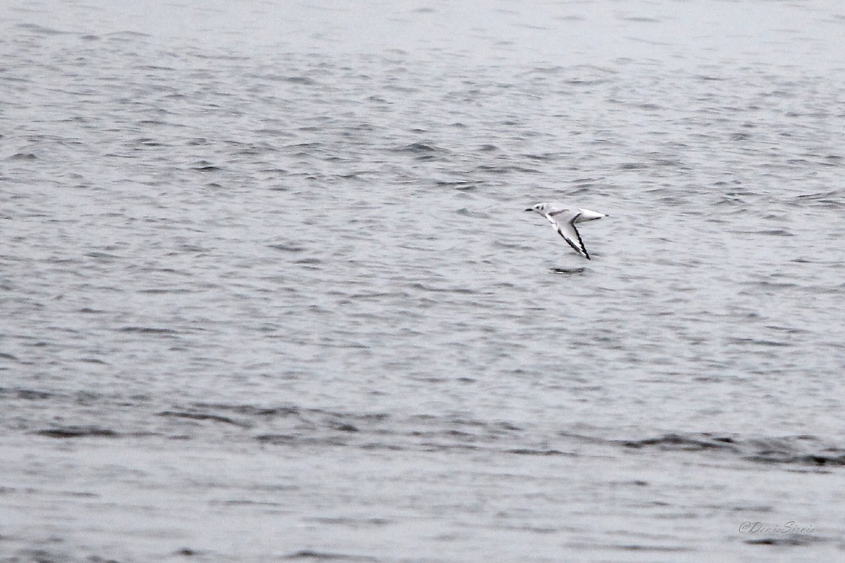 Бонапартова чайка - ML644280741