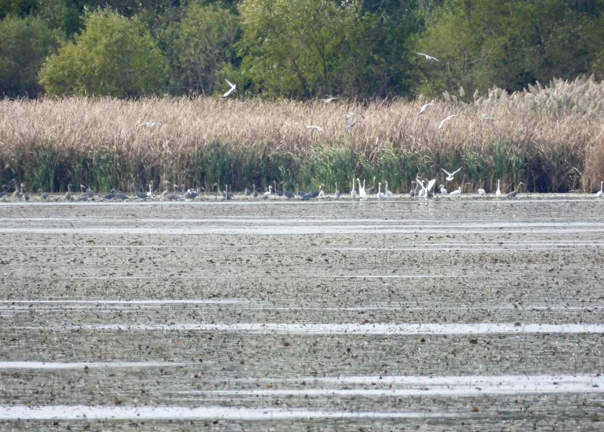 Большая голубая цапля - ML644280742