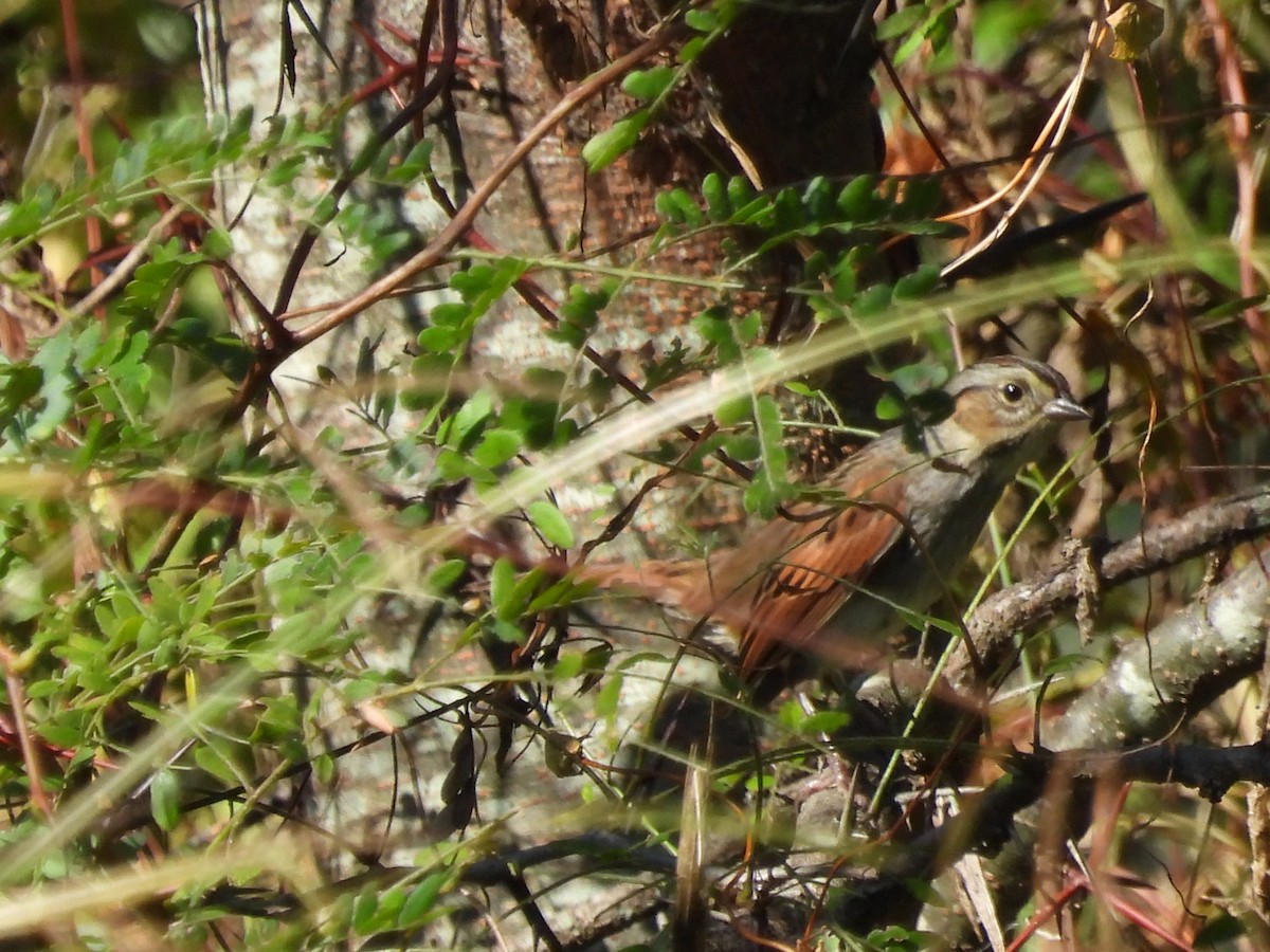 Болотная зонотрихия - ML644280743