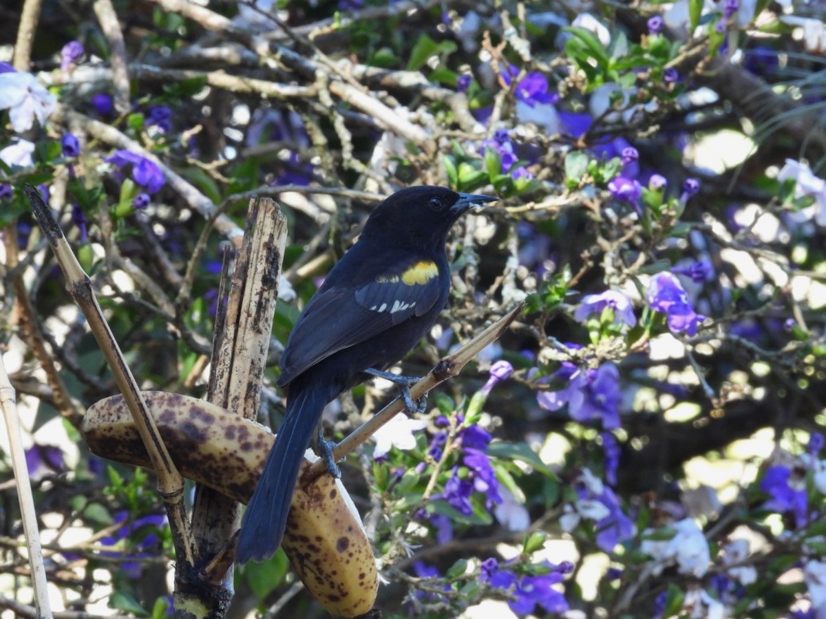 Рыжеплечий трупиал - ML644280744