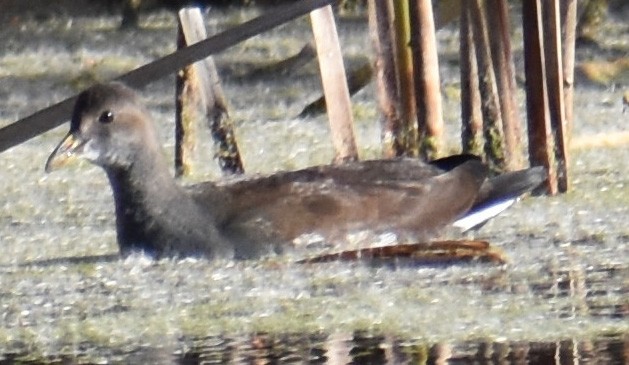 amerikasivhøne - ML644280745