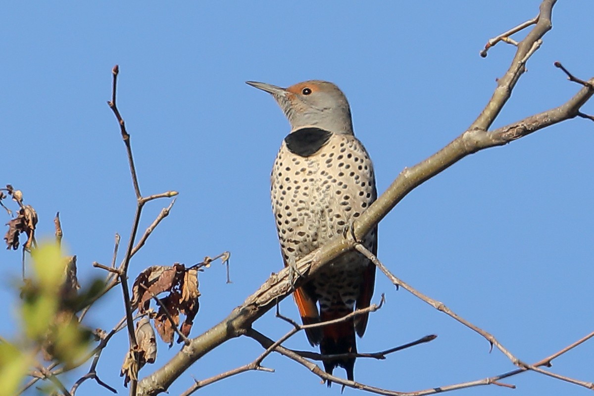 Шилоклювый дятел - ML644280746