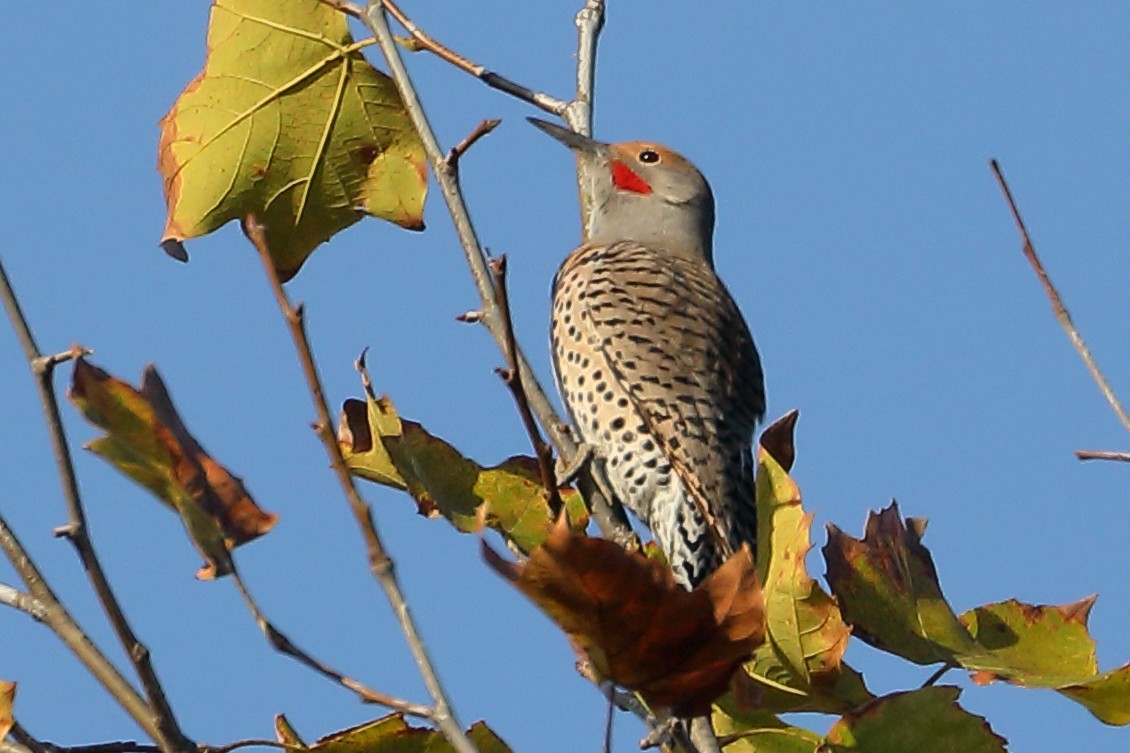 Шилоклювый дятел - ML644280747