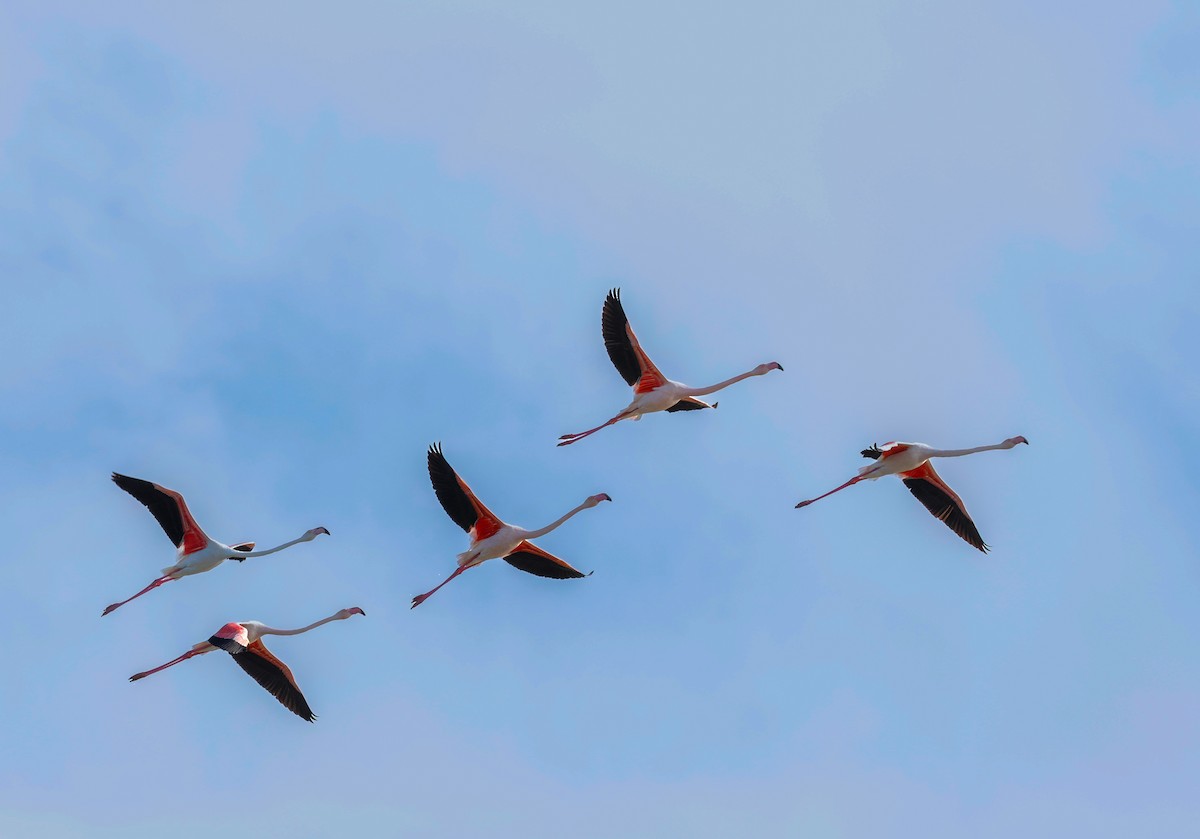 Розовый фламинго - ML644280748