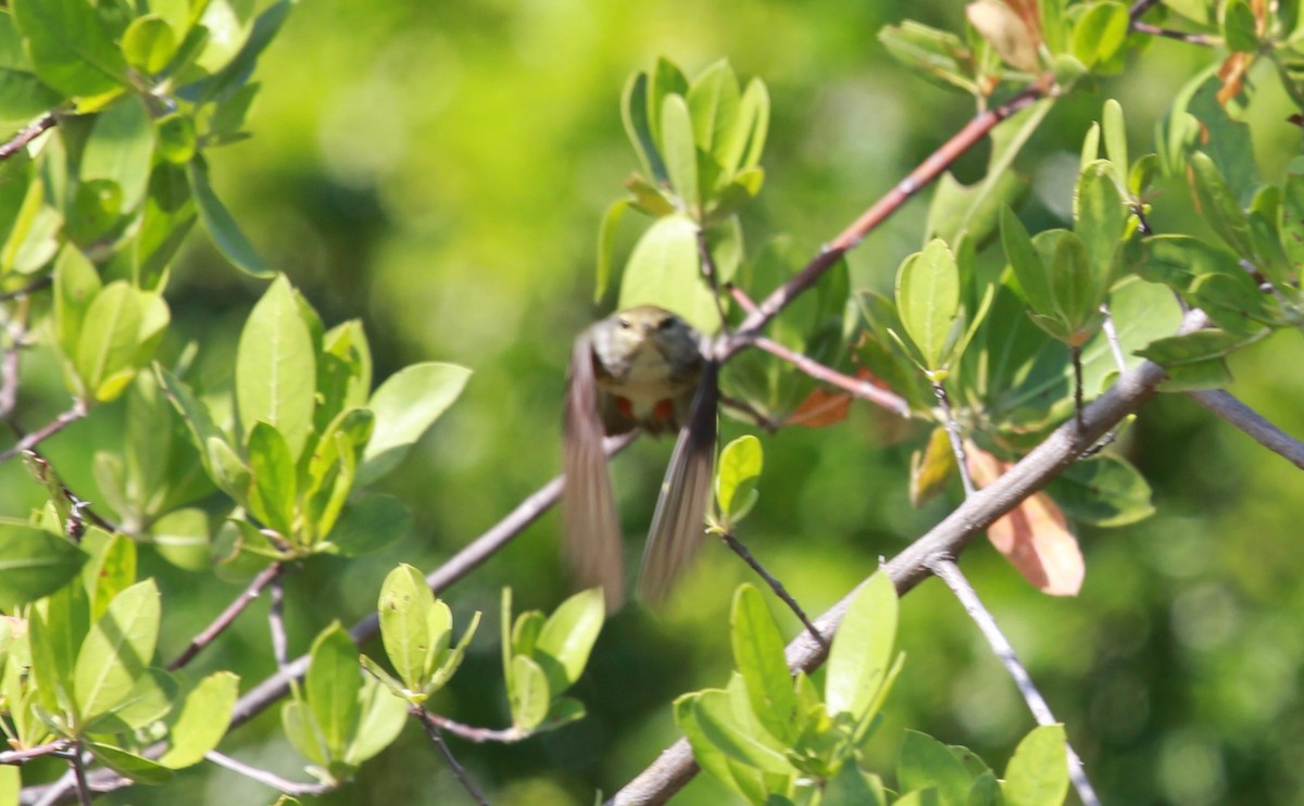 Blackpoll Warbler - ML644280749