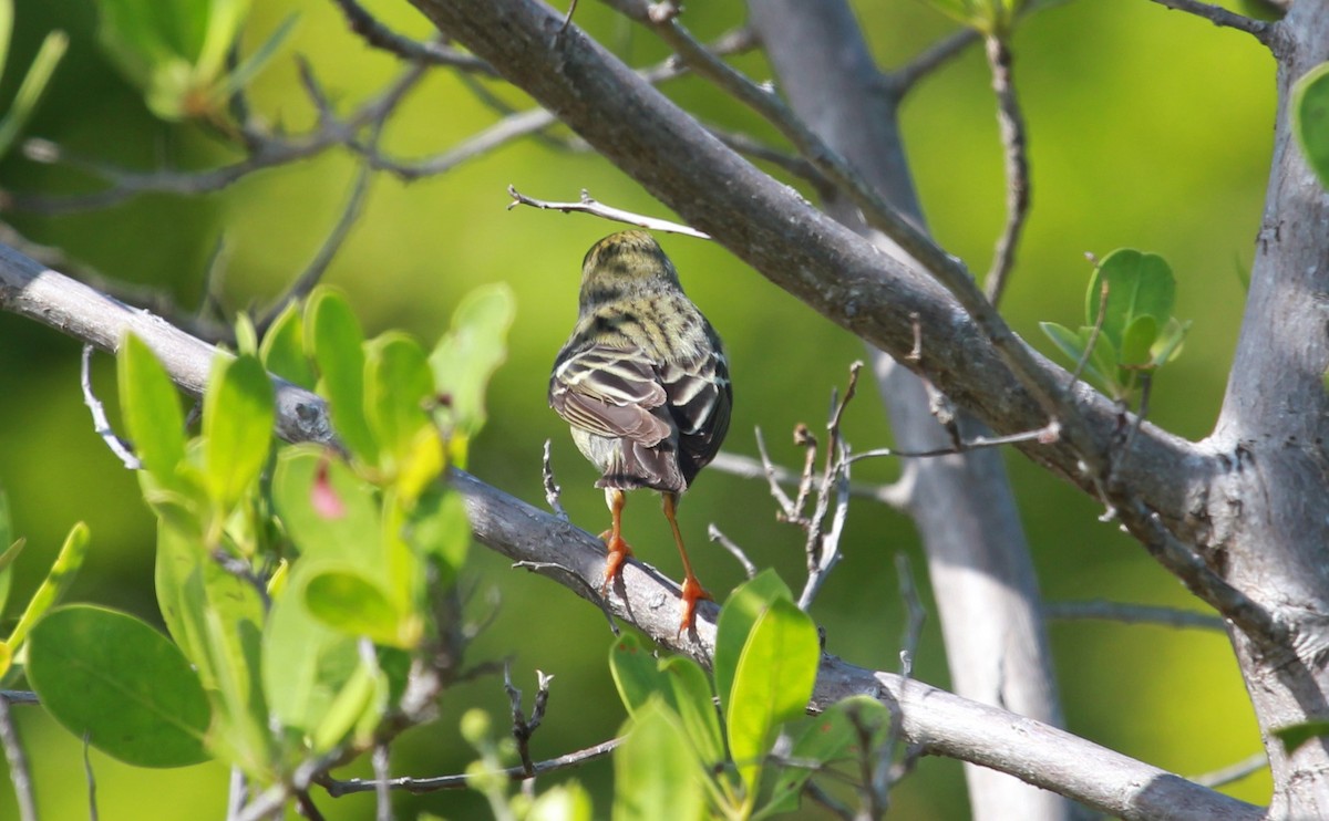 Blackpoll Warbler - ML644280750