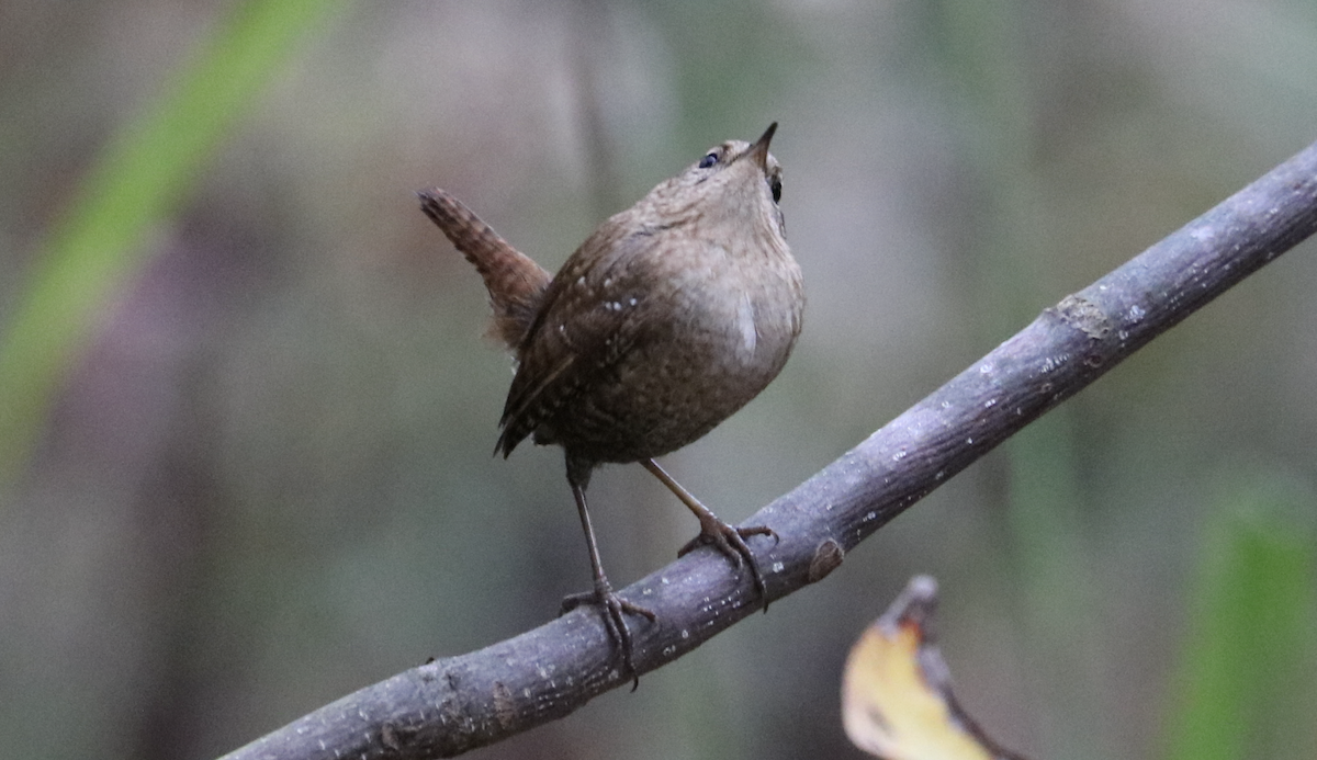 Американский крапивник - ML644280751