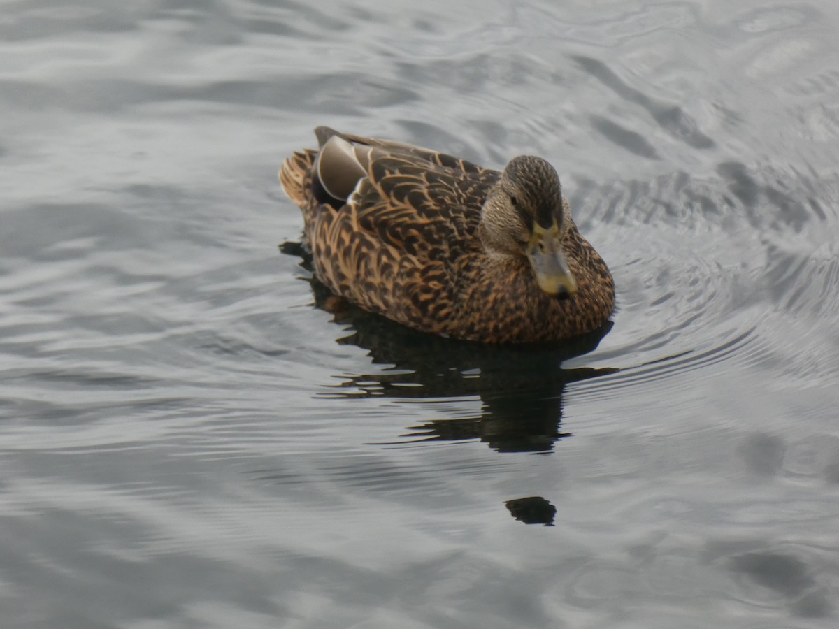 Кряква - ML644280752