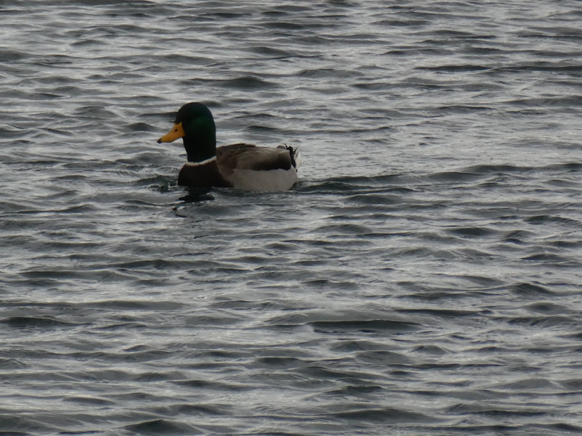 Кряква - ML644280753