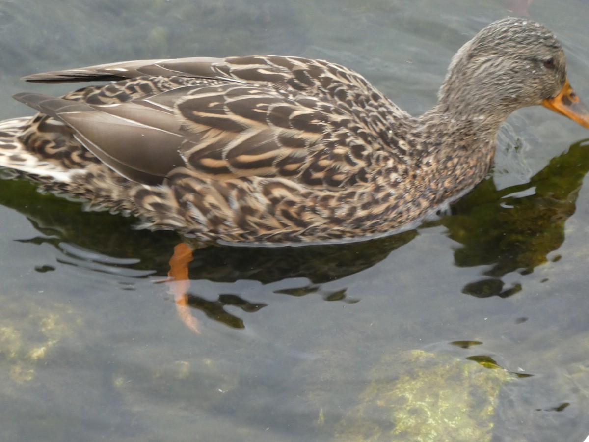 Кряква - ML644280754