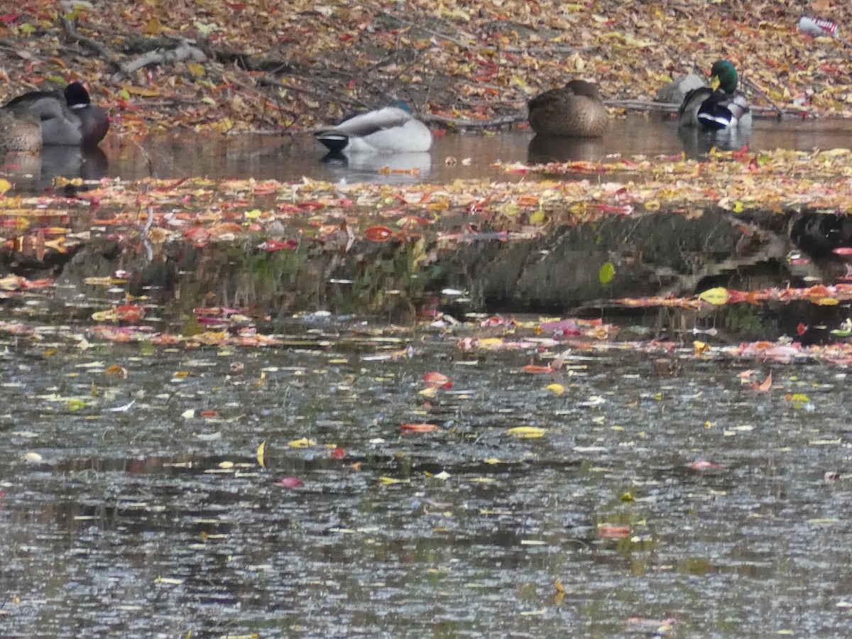 Кряква - ML644280755