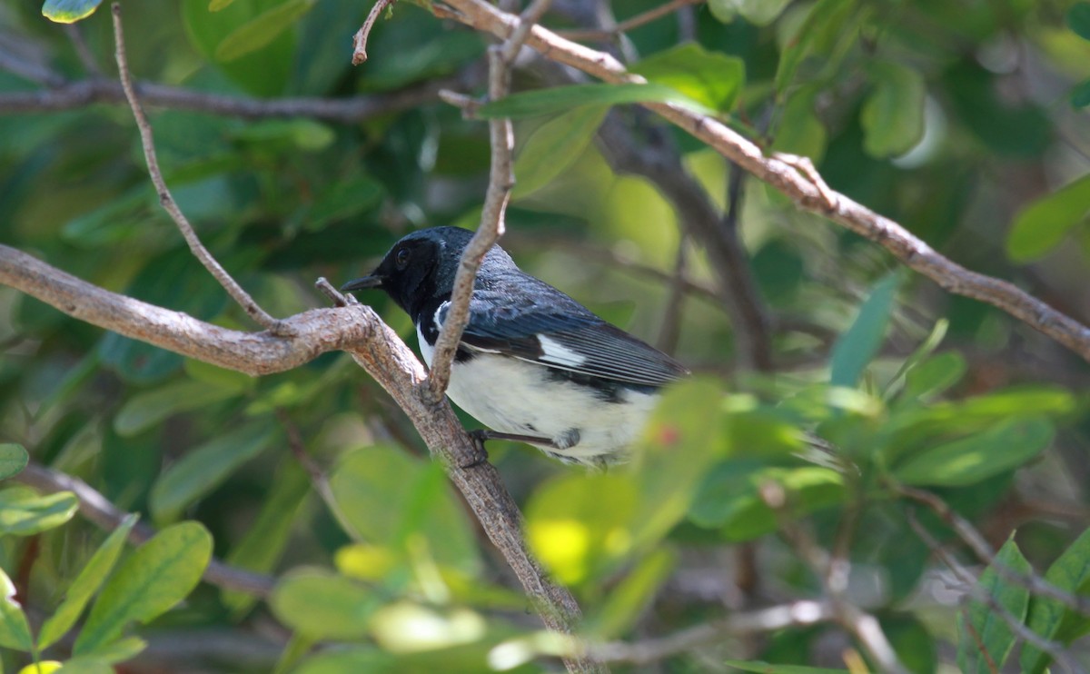 Синеспинная древесница - ML644280756