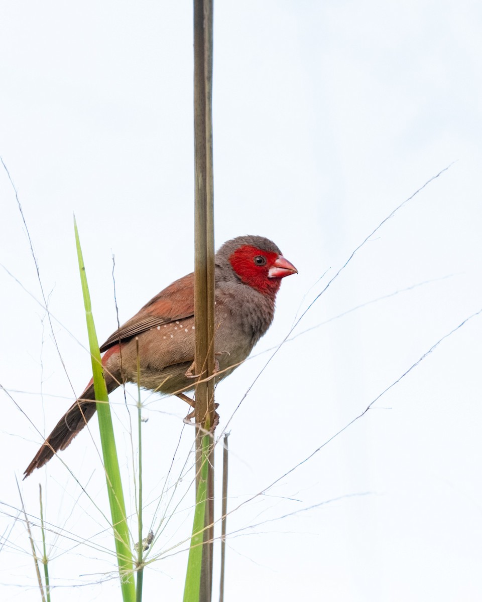 Рубиновая амадина - ML644280758