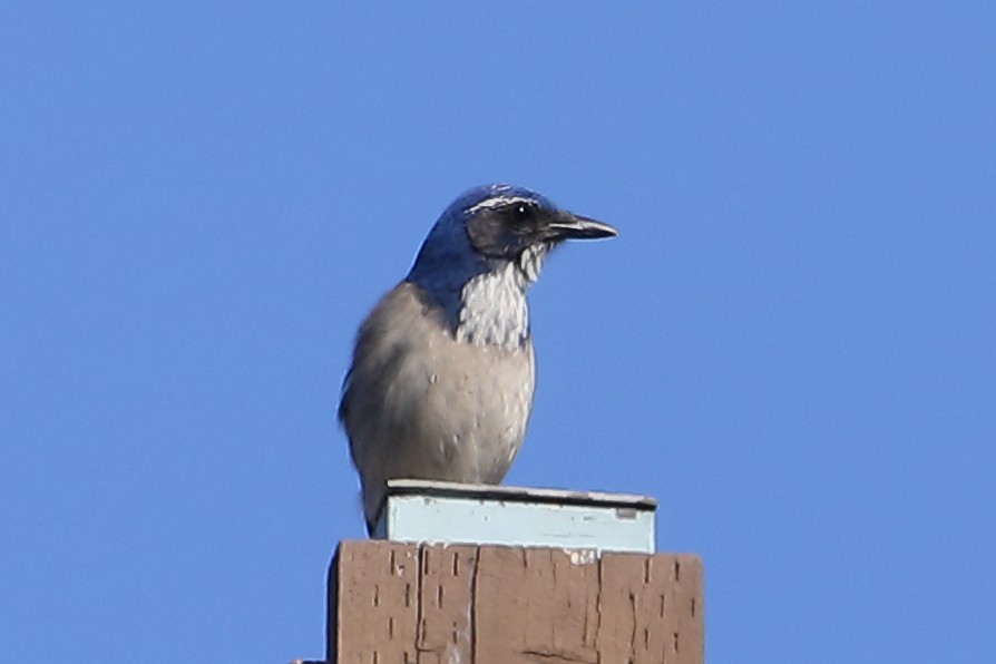 Калифорнийская сойка - ML644280760