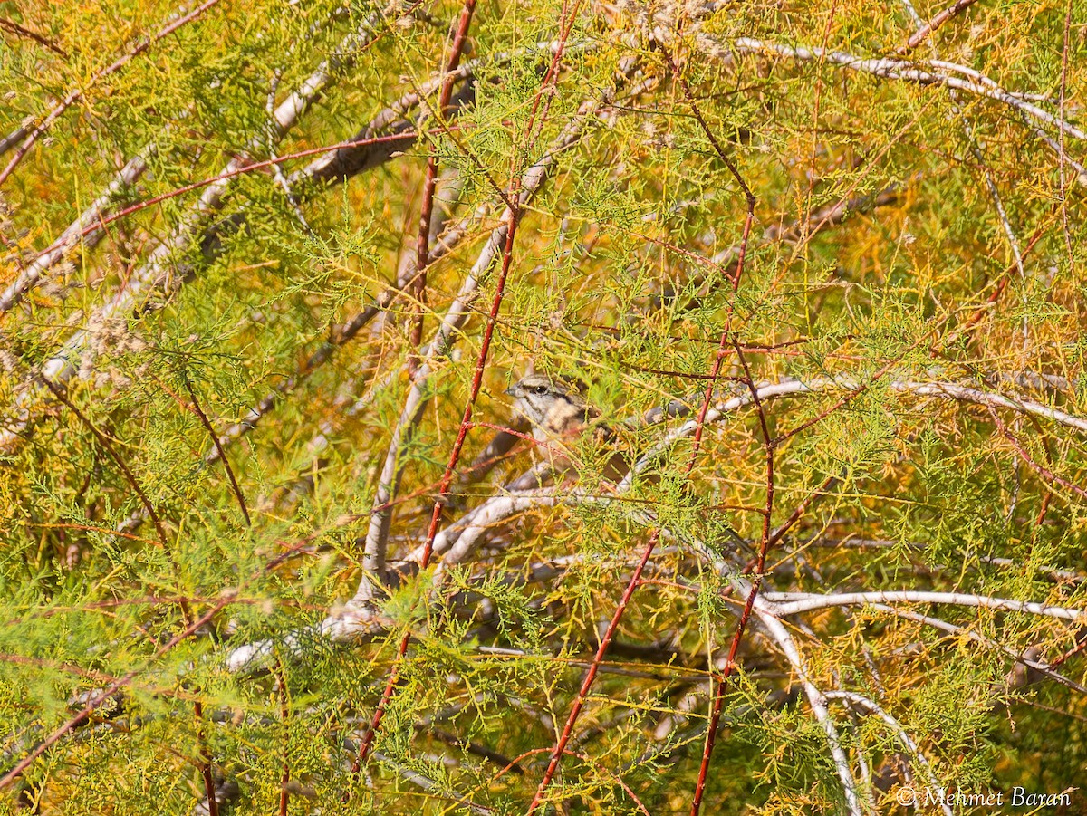 Bruant fou - ML644280763