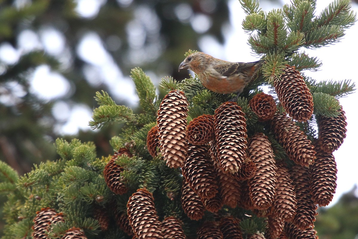 Bec-croisé des sapins - ML644280764