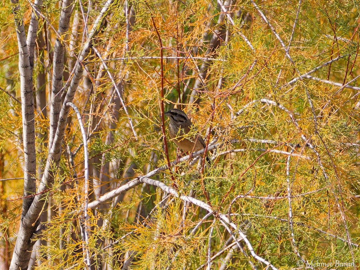 Bruant fou - ML644280770