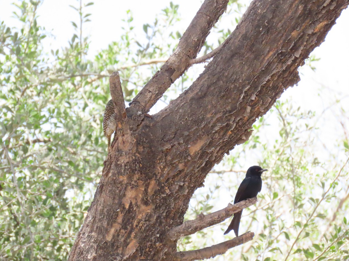 Drongo brillant - ML644280771