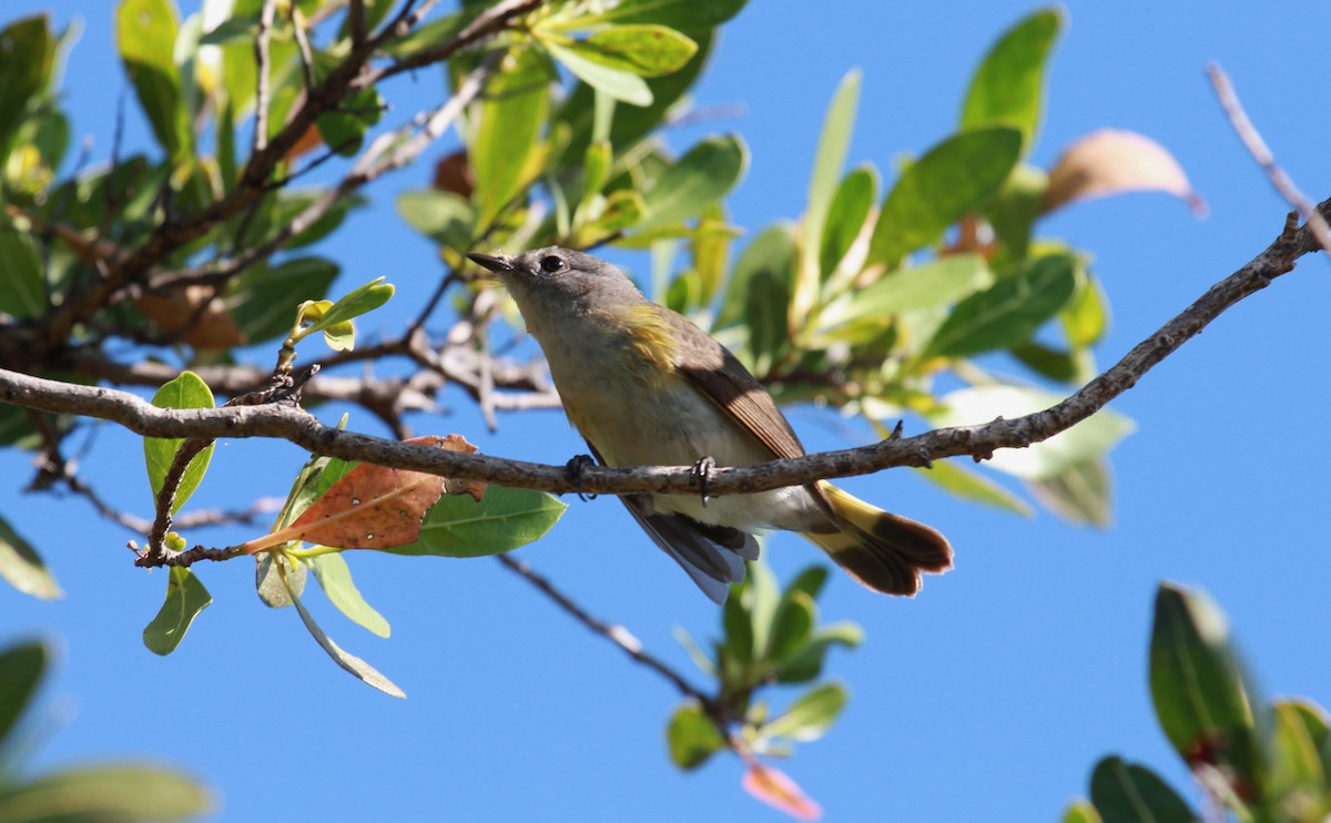 American Redstart - ML644280772