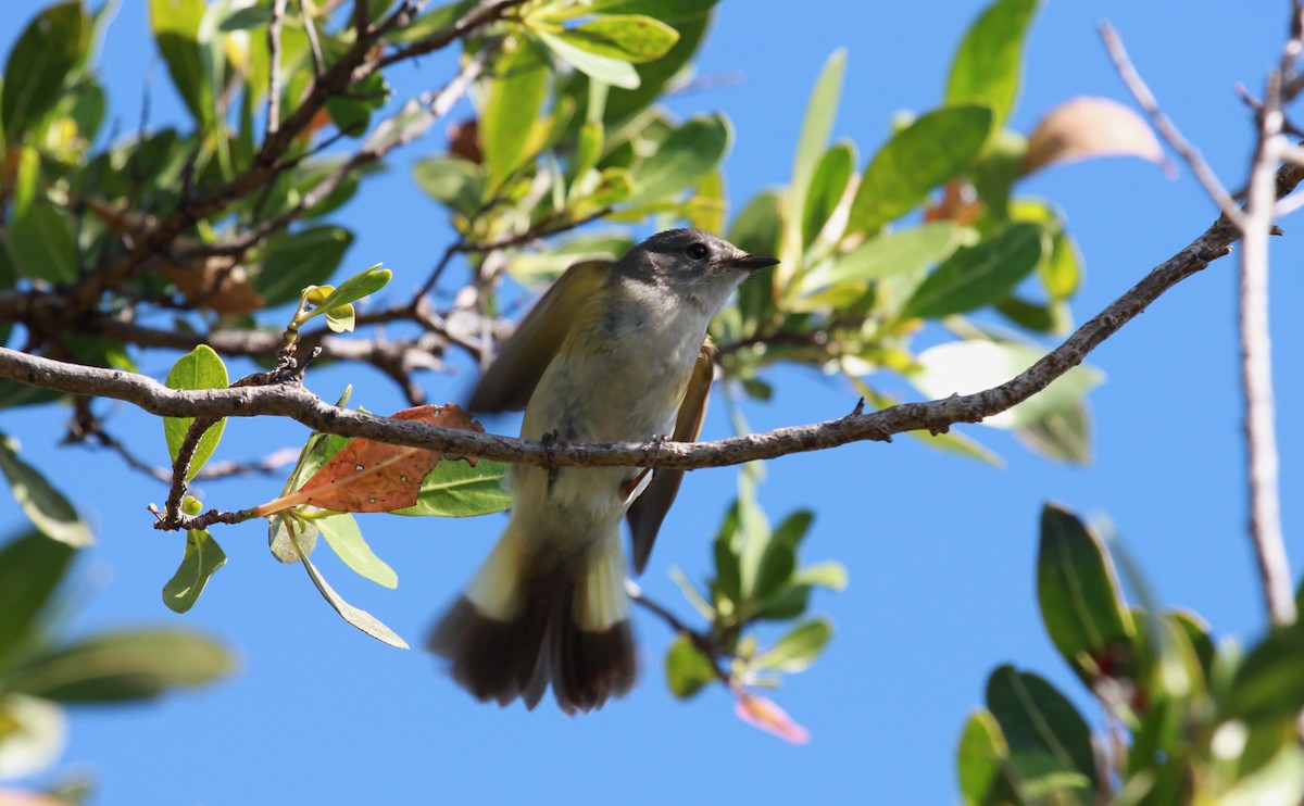 American Redstart - ML644280773