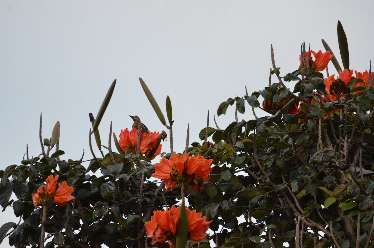 Pic de Hoffmann - ML644280774