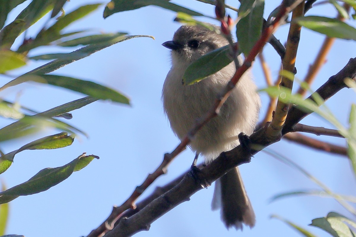Orite buissonnière - ML644280775