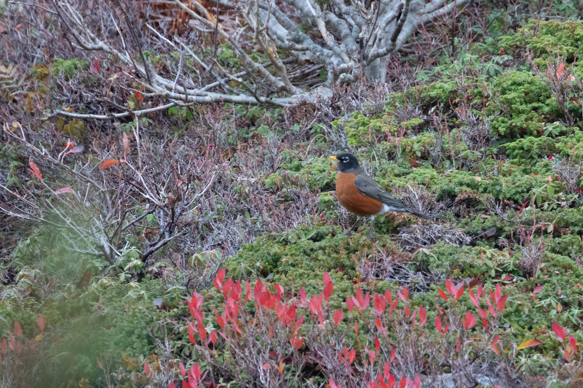 Merle d'Amérique - ML644280776