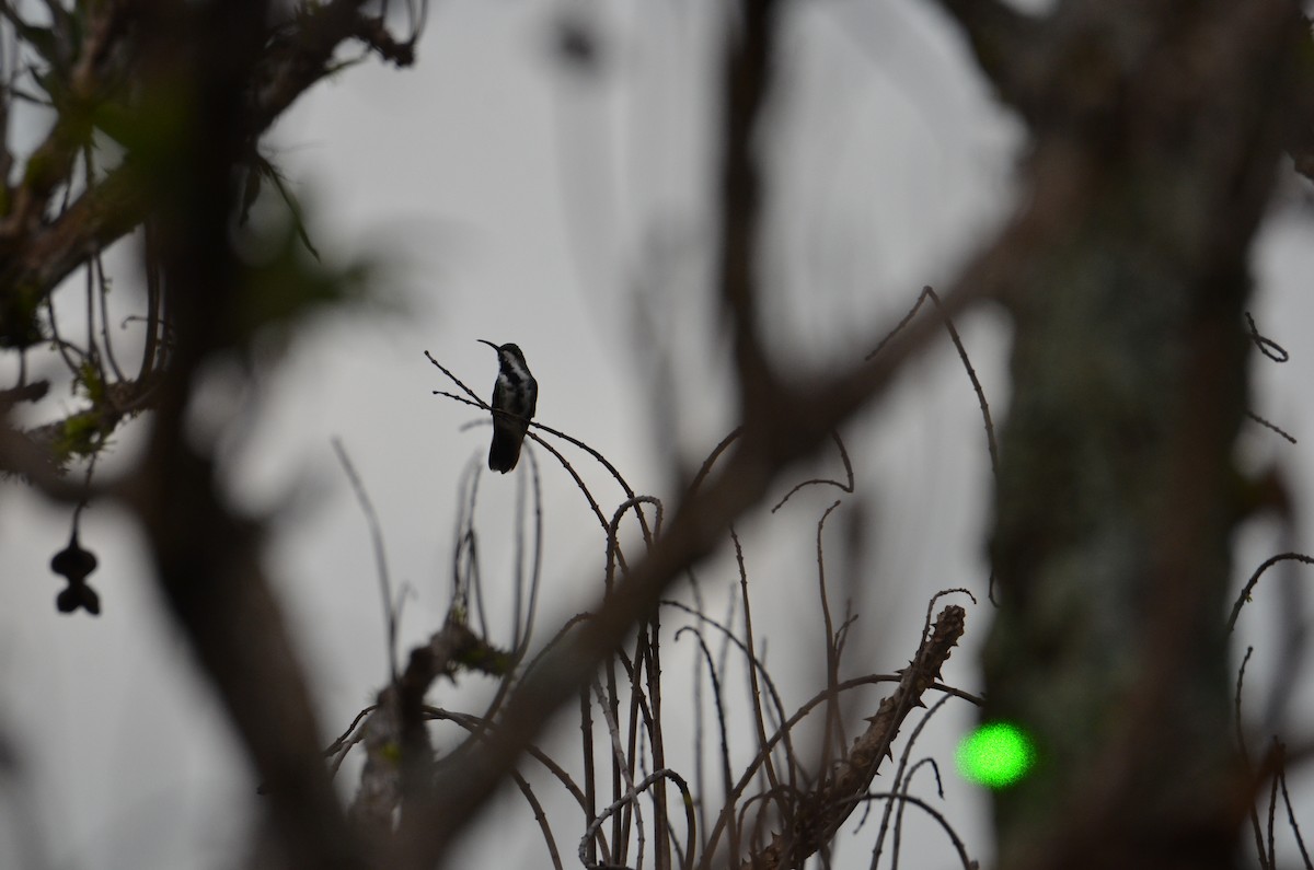 Mango de Prévost - ML644280779