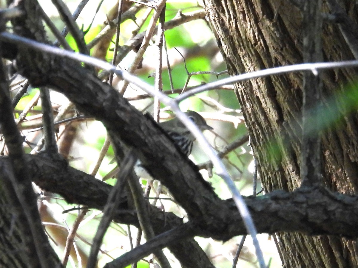 Paruline couronnée - ML644280781