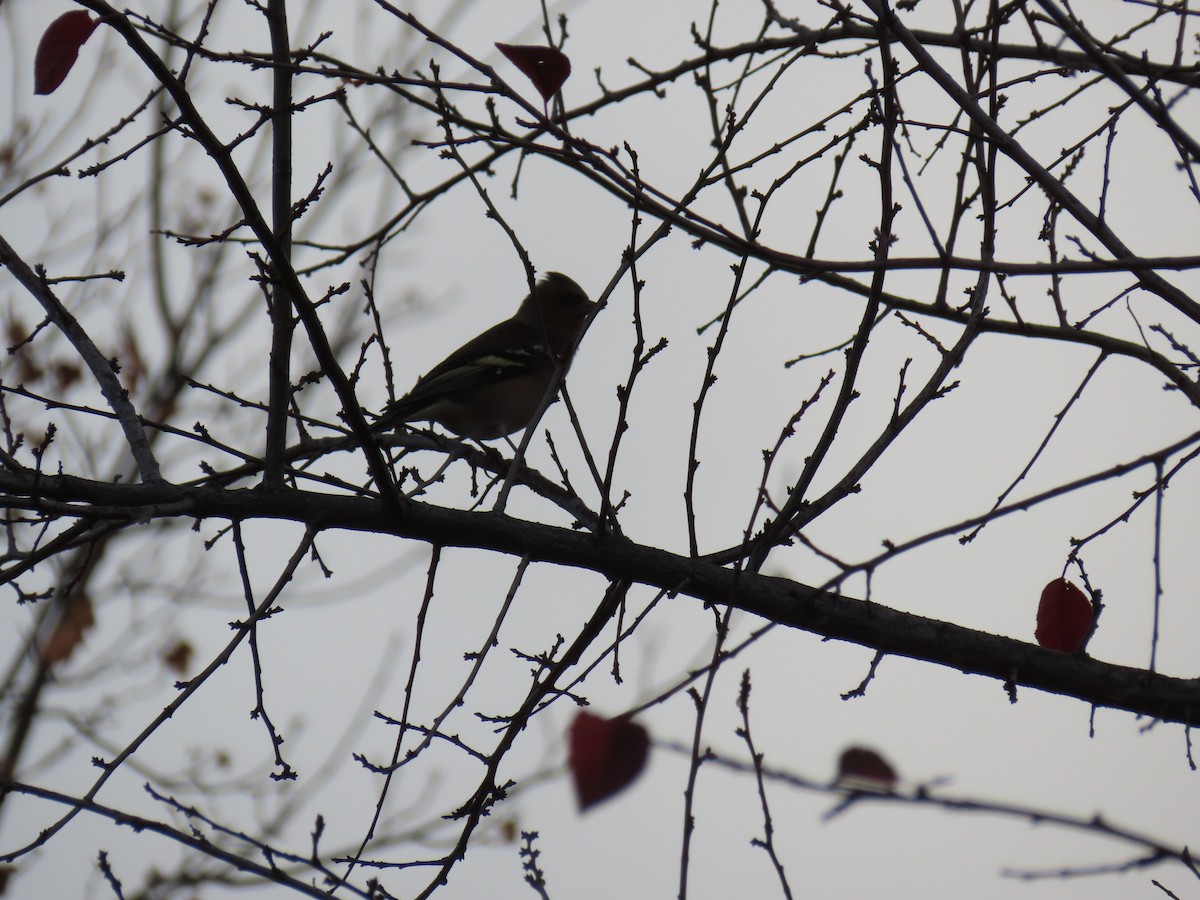 Pinson du Nord - ML644280782