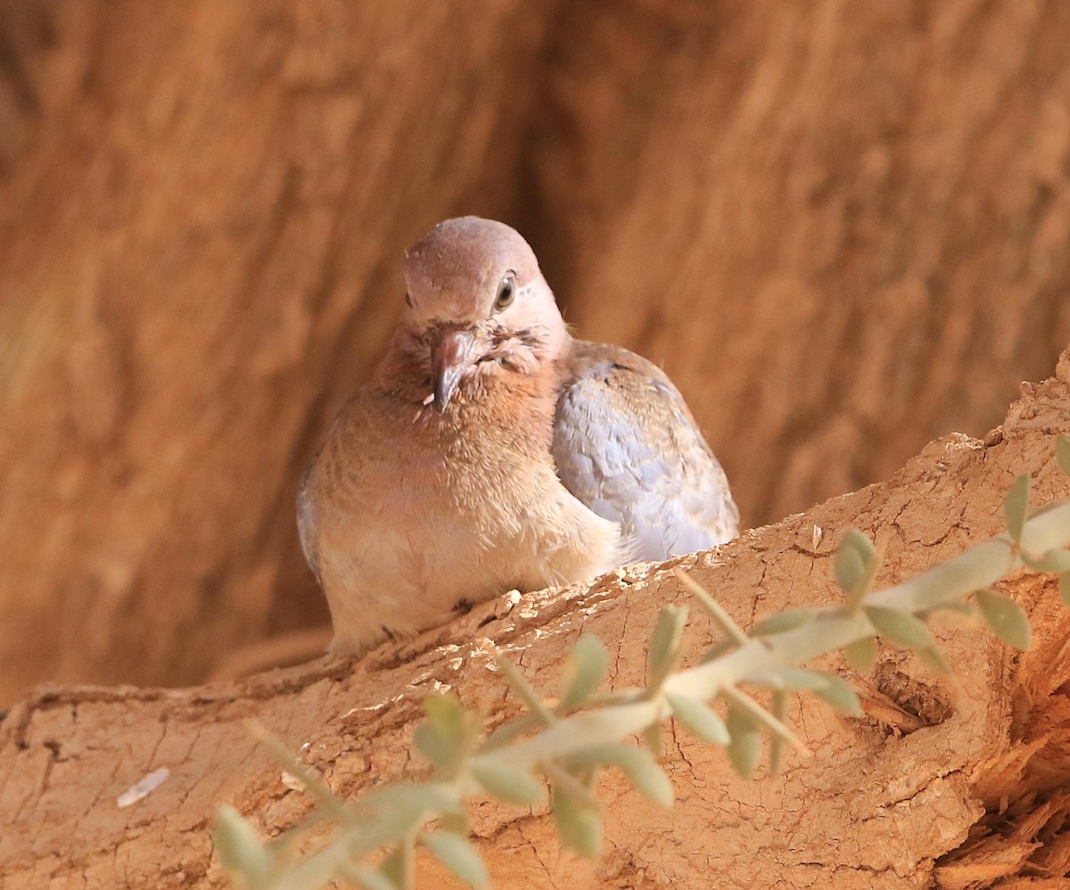 Tourterelle maillée - ML644280784