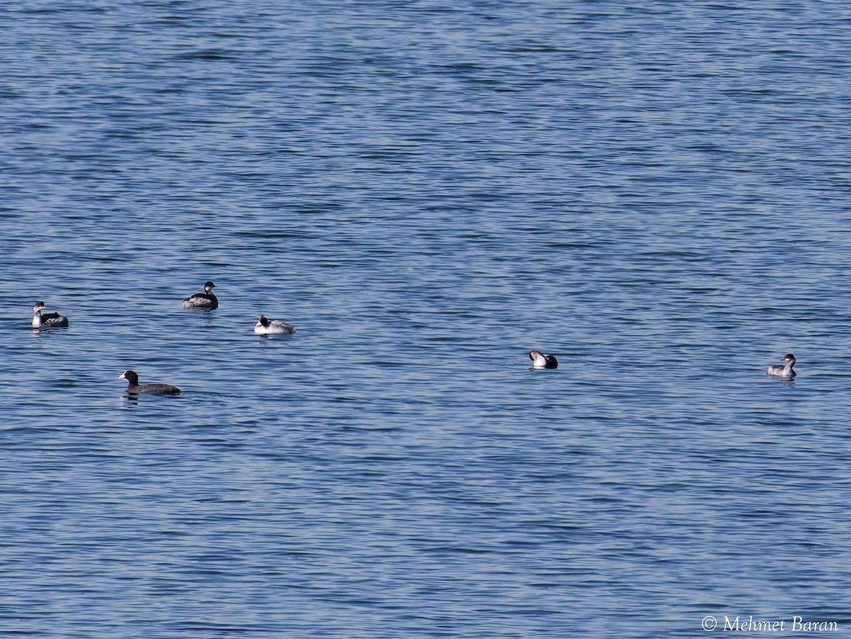 Txilinporta lepabeltza - ML644280785