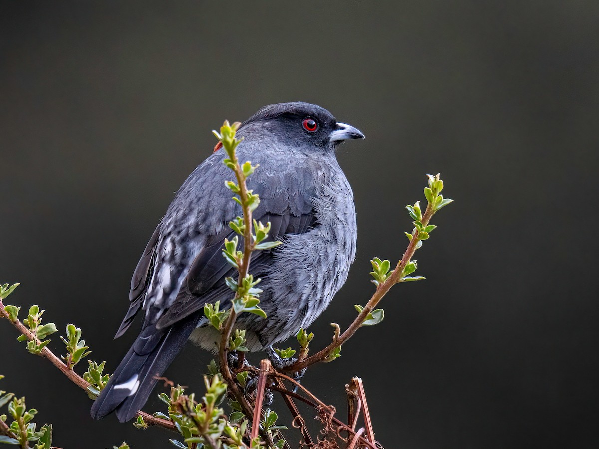 Cotinga à huppe rouge - ML644280786