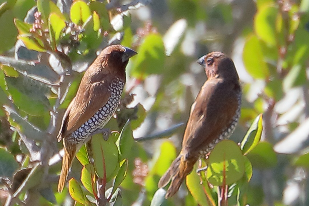 Capucin damier - ML644280791
