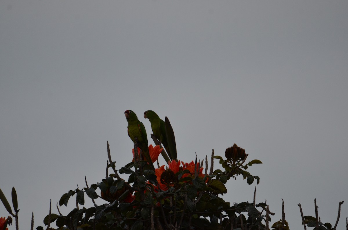 Conure de Finsch - ML644280792