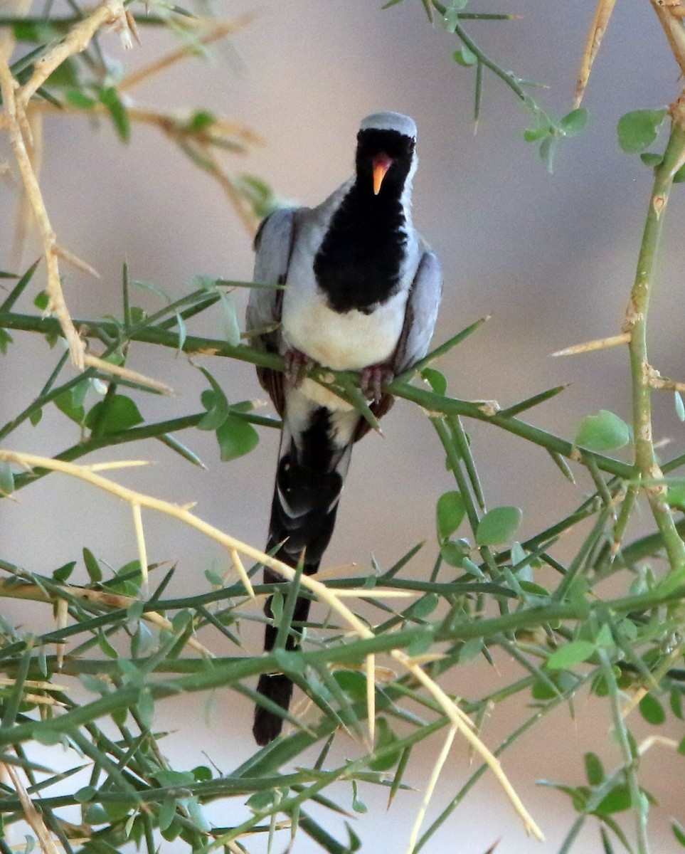 Tourtelette masquée - ML644280793