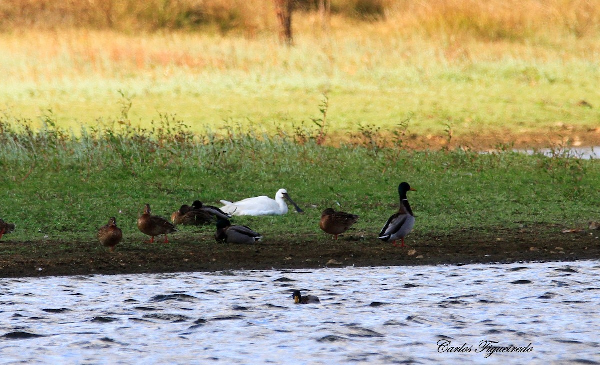 Spatule blanche - ML644280794