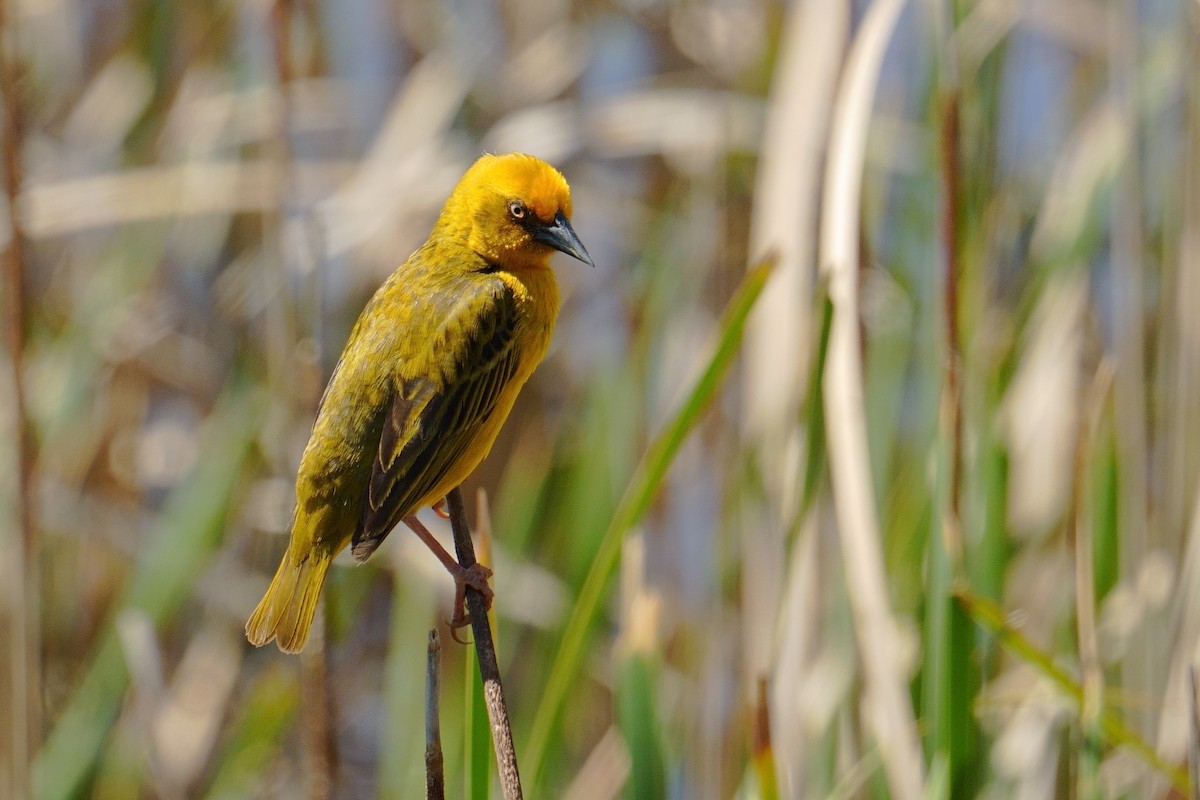 Tisserin du Cap - ML644280795
