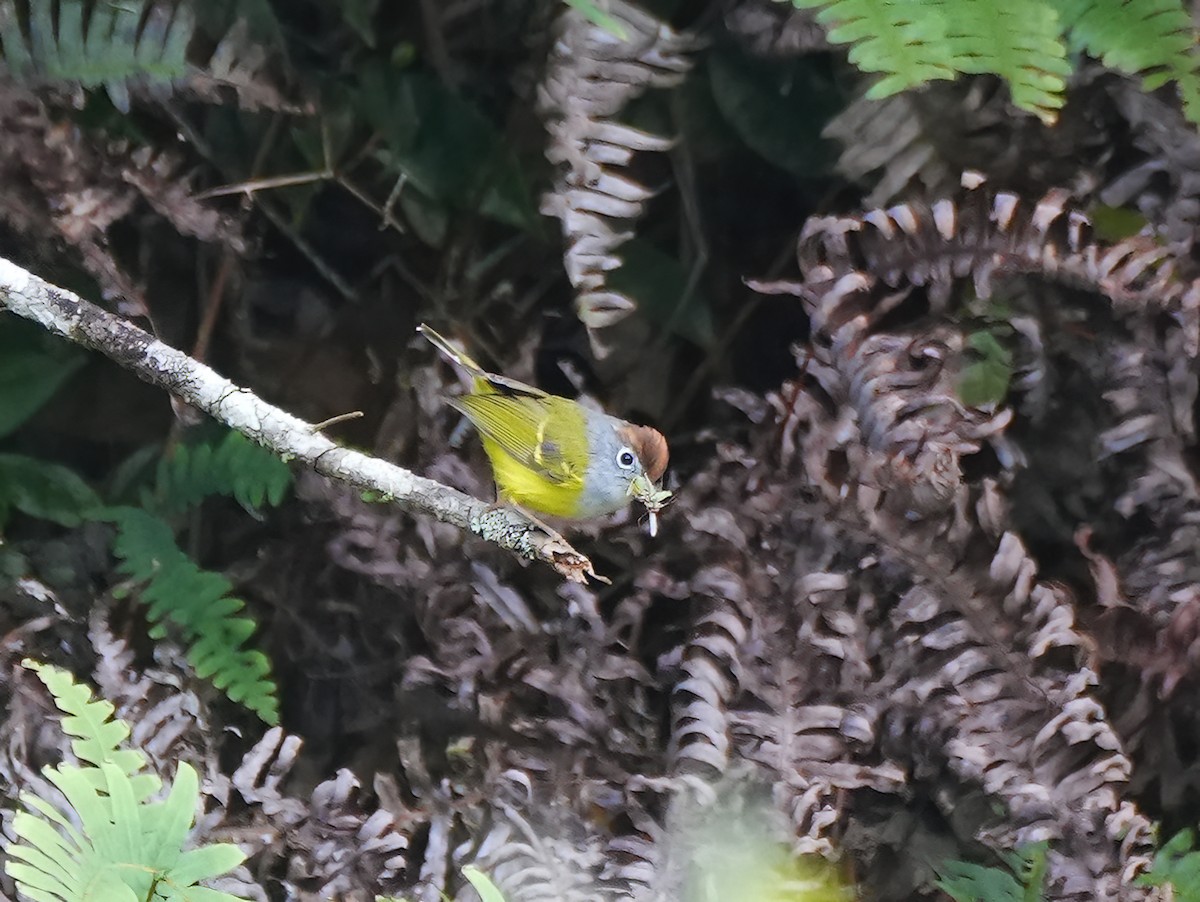 Pouillot à couronne marron - ML644280796
