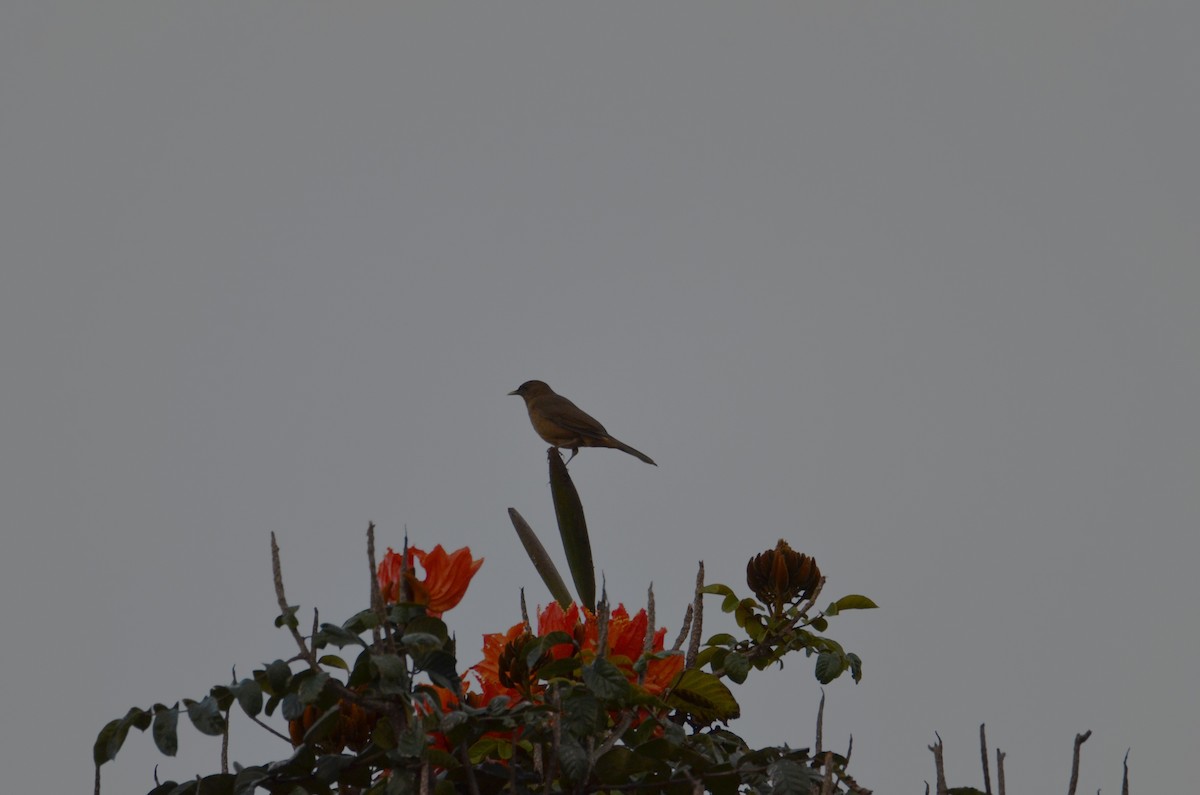 Merle fauve - ML644280798