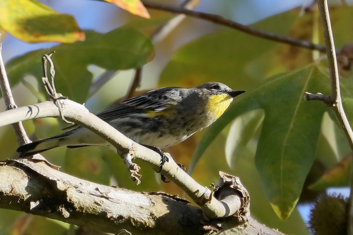 Paruline à croupion jaune - ML644280799