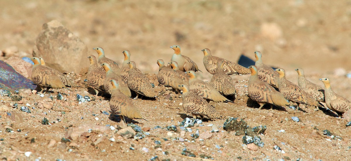 Ganga tacheté - ML644280800