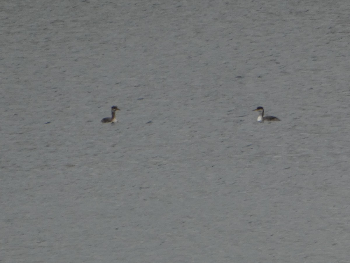 Grèbe jougris - ML644280801