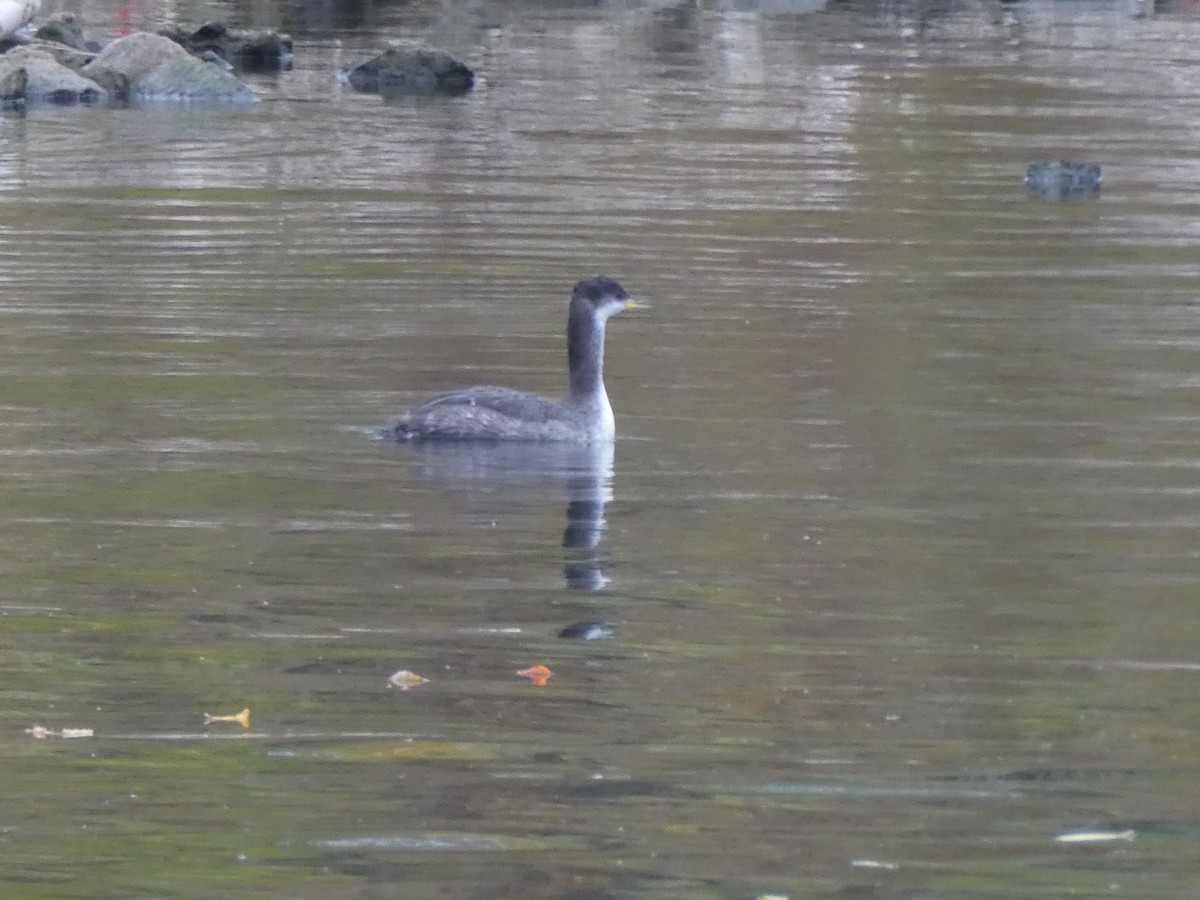 Grèbe jougris - ML644280803